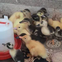 جوجه اردک محلی ونماخالی