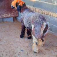 بره قوچ ترکی ناز روزگاری، میش بز کهره