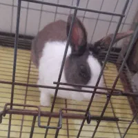 خرگوش نرو ماده|موش و خرگوش|پرند, فاز ۵|دیوار