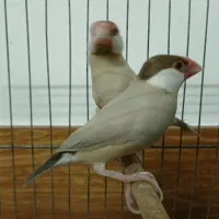 فنچ نرگسی شکلاتی جوان به شرط جوجه درجه 1