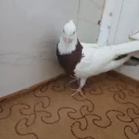 ماده طوقی سرخ|پرنده|خمینیشهر, |دیوار