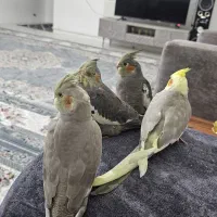 جوجه عروس هلندی دوماهه