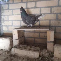 کفتر دم سفید ماده