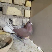 کفتر ساعت بالا|پرنده|کاشان, لتحر|دیوار