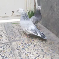 کفتر سینه سبز آبی|پرنده|شیراز, پانصد دستگاه ارتش|دیوار