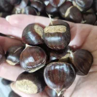 بذر ارکیده درختی،ژینکو،شاه بلوط|گل و گیاه طبیعی|رشت, آب و برق|دیوار