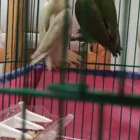 طوطی کوتوله برزیلی|پرنده|رشت, کوی امام رضا|دیوار