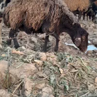 میش بروجردی|حیوانات مزرعه|نصر آباد, |دیوار