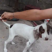 سگ شکاری|سگ|فراغی, |دیوار