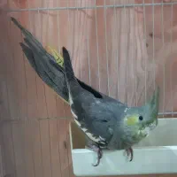 جوجه عروس هلندی ۵ ماهه|پرنده|بومهن, |دیوار