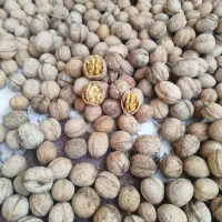 فروش گردو