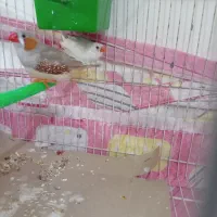 جفت فنچ با قفس بزرگ و لوازماش