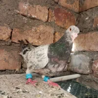 پای هم