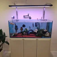 اکواریوم حرفه ای( شیشه تانک )
