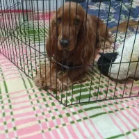 سگ کوکر|سگ|مبارکه, |دیوار