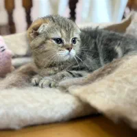 اسکاتیش ماربل گلد|گربه|رشت, گلسار|دیوار