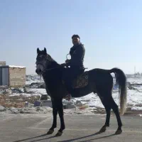 اسب فروشی نریان پدر ترابادور مادر وانتیار خجسته