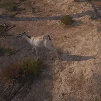 چندتا کهره ماده و ۲تانر|حیوانات مزرعه|اهرم, |دیوار