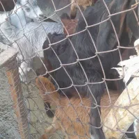 فروش کهره|حیوانات مزرعه|داراب, |دیوار