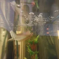 ماهی اروانا