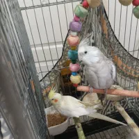 عروس هلندی مولد