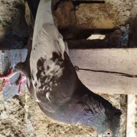 کبوتر|پرنده|شوشتر, |دیوار