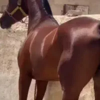 اسب سواری دار  سیلمی