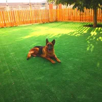 پانسیون سگ طولانی مدت|خدمات پیشه و مهارت|تهران, ایران|دیوار