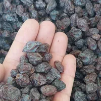 پخش مویز و کشمش اصلی دشمن زیاری|خوردنی و آشامیدنی|بوشهر, |دیوار