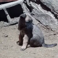 توله مالینیوز|سگ|فشم, |دیوار