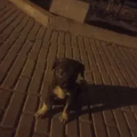 سگ دو رگه ژرمن و تازی شکاری