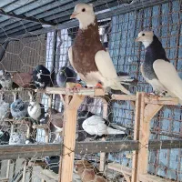 غریب کفتر|پرنده|بجنورد, |دیوار