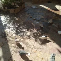 دوازده تا کبوتر پرشی|پرنده|سبزوار, قصبه شرقی|دیوار