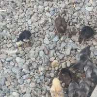 جوجه ۱ ماهه سالم وسرحال|حیوانات مزرعه|آق قلا, |دیوار