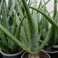 فروش ویژه آلوئورا سطل ۴