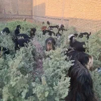16رسبزلری