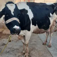 گاو هلشتاین