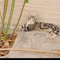 واگذاری بچه گربه