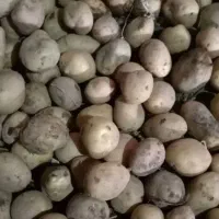 سیب زمینی نارن از تخم‌مرغ کوچکتر