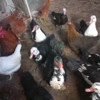 اردک|حیوانات مزرعه|خلخال, |دیوار