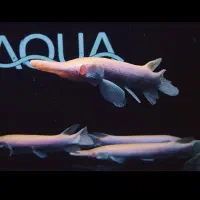 ماهی آکواریوم گار آلبینو