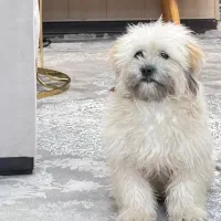 واگذاری سگ نژاد