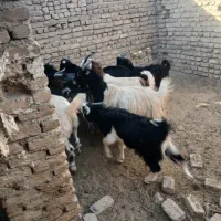 ۲۵راس بزغاله نر چاق سرک دار درجه یک اخته و خایهدار