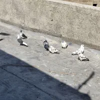 کبوتر کاشونی