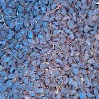 کشمش افتابی نقدی و چک|خوردنی و آشامیدنی|سامان, |دیوار