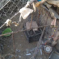 قفس مرغ وکبوتر