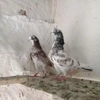کبوتر