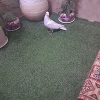 پلاکی سفید شکار