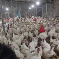 فروش گوشت پرواری
