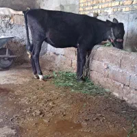 گوساله ماده دورگ